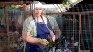 Самая полезная трава для кур. Какую траву необходимо давать курам.