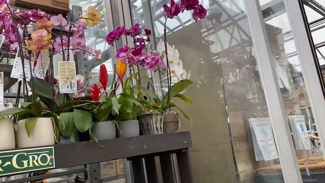 КАКИЕ ГОРШКИ И УДОБРЕНИЯ ИСПОЛЬЗОВАТЬ ДЛЯ ОРХИДЕЙ ЧТО БЫ ЦВЕЛА КРУГЛЫЙ ГОД смотреть онлайн