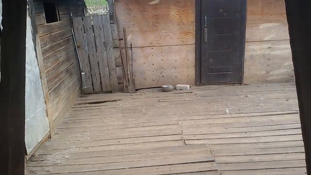 Бугай Алабай....натираемся и готовимся к рингу. ЗАВТРА ВЫСТАВКА смотреть онлайн