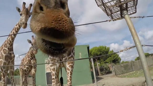 Safari Park Mallorca 2017 . ZOO Mallorca Сафари парк смотреть онлайн
