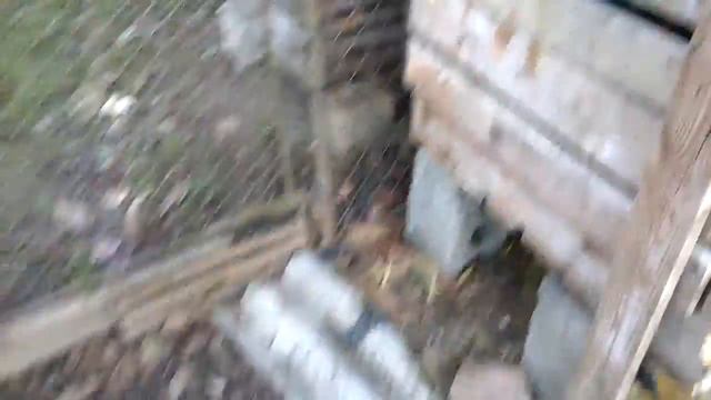 Чупакабра в Закарпатской областе в Новом Селе смотреть онлайн