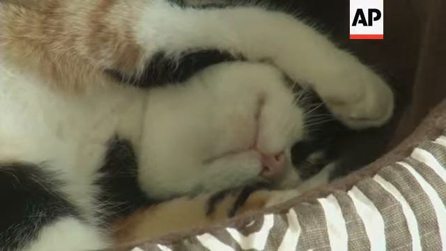 The purrfect location for lovers of cats and coffee смотреть онлайн