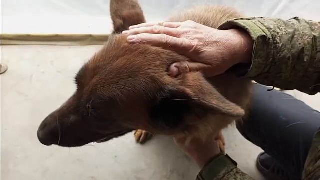 Проверенное средство от клещей и блох для кошек и собак. Килтекс смотреть онлайн