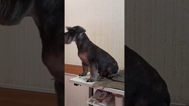 Miniature Schnauzer Bora has her hair cut./Цвергшнауцер Бора подстриглась./стрижка собак смотреть онлайн