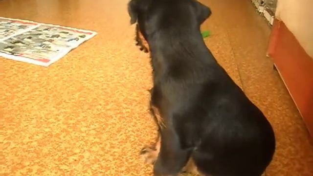 Шанди 3месяца от Дохи и Ерика смотреть онлайн