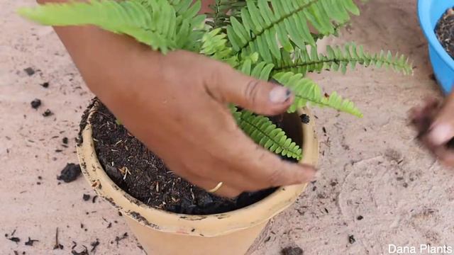 HOW TO GROW AND TAKE CARE FERN IN SOIL AND HANG ON THE WALL. смотреть онлайн
