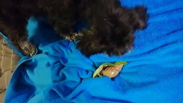 Су Джок Триначалие: узнать Нейтро-энергию, чтобы лучше понять этот мир #суджок смотреть онлайн