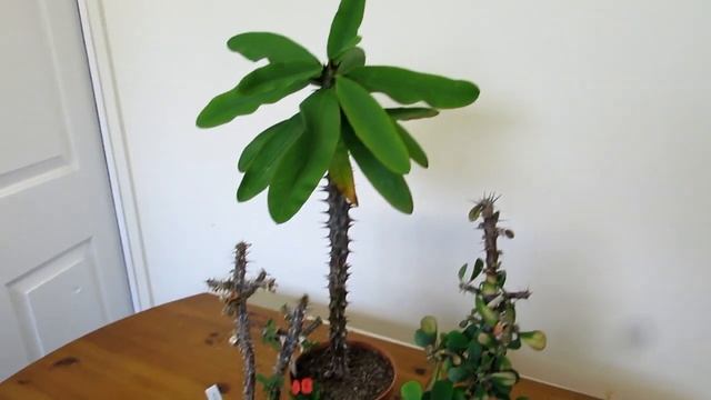 My Euphorbia milii Succulent Plants that I have in my Collection & How to Care for Them смотреть онлайн