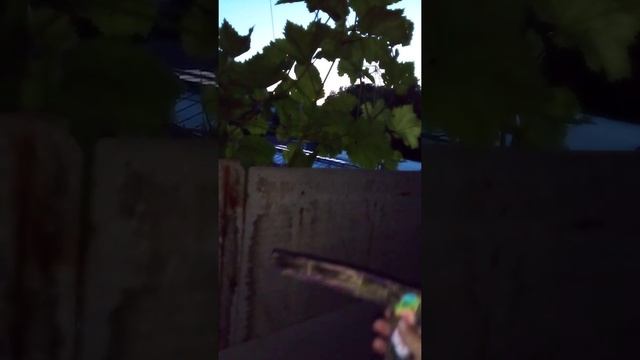 #стандофф2#поделки#макарун#blacksky