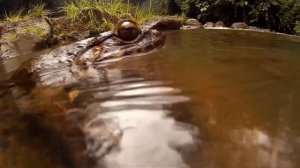 Самая большая лягушка в мире, интересные факты о лягушках, лягушка голиаф, животные Африки