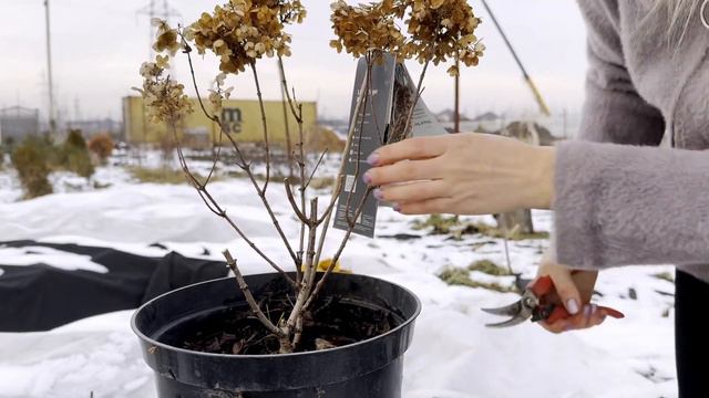 Обрезка метельчатой гортензии Sugar Rush часть №1 рекомендации по формировки куста. #гортензия смотреть онлайн