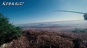 Как ловить  кефаль с берега в августе на Черном море