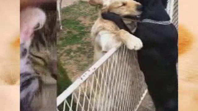 Видео про кошек и собак!!! смотреть онлайн