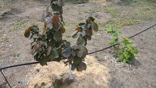 Фундук.Северные краснолистные сорта фундука.Обзор однолетних саженцев.Часть 2.