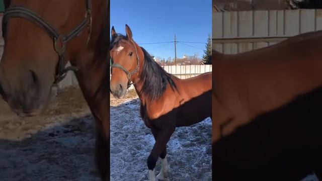 Филантроп !!орловец смотреть онлайн