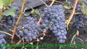 Виноград к ш Юпитер