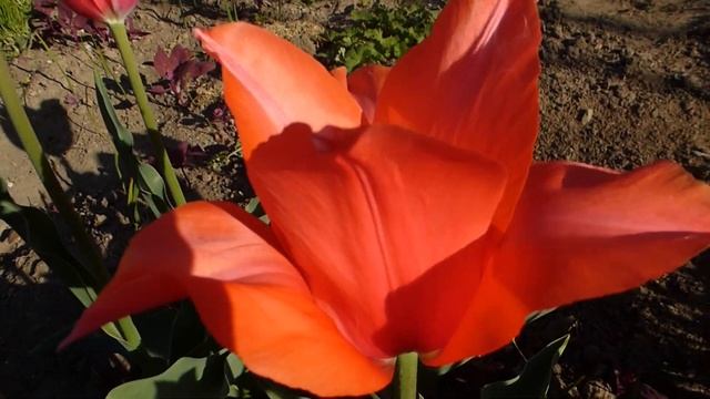 Самый высокий и крупный тюльпан Темпл ов бьюти. смотреть онлайн