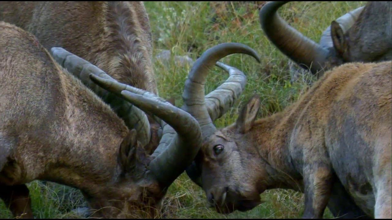 Эко стражи - Дзабидыр - горный тур кавказский смотреть онлайн