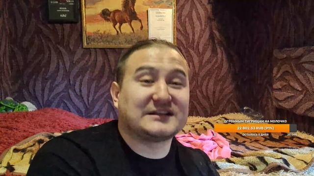 котята 3