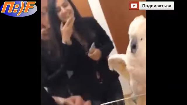 Попугай боится щекотки))) смотреть онлайн