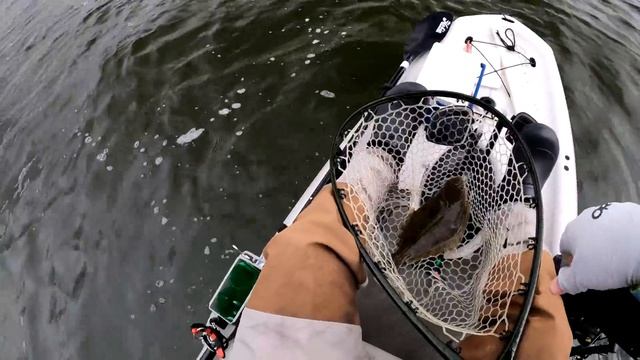 Do Killies Still Work For Fluke? Gulp Vs Live Bait - Kayak Flounder Fishing With Mummichogs