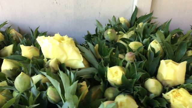 'Bartzella' Yellow Peony смотреть онлайн