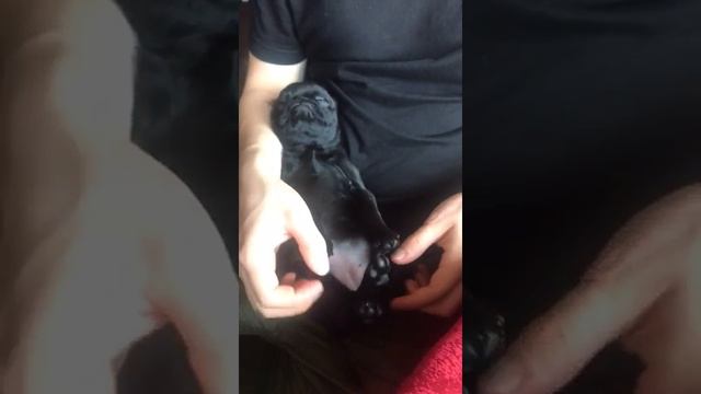 Порода Пти Брабансон смотреть онлайн