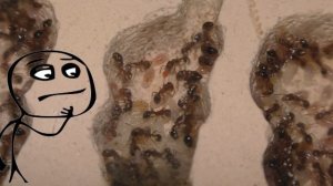 Муравьи Tetramorium bicarinatum # Койоты мира муравьев