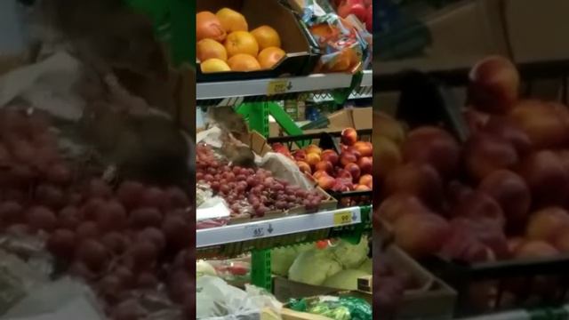 В 5-чке крысы любят фрукты смотреть онлайн