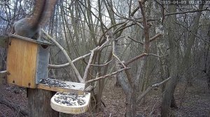 Гнездование птиц - Синица лазоревка начала строить гнездо