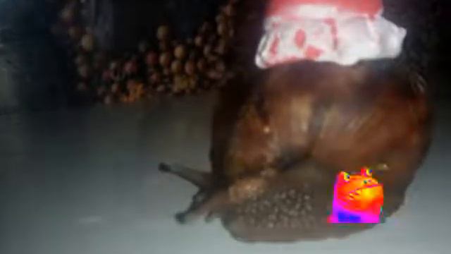 Небольшая фотосессия с улитками 🐌🐌 смотреть онлайн