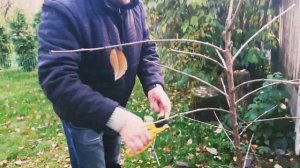 Черешня. обрезка осенью. Формируем крону трехлетних саженцев. Присоединяйтесь.