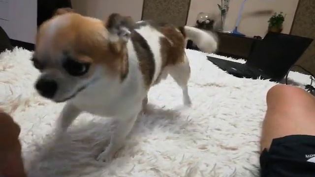 Игры Фунтика с элементами команд смотреть онлайн