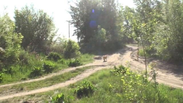 Вторая волна паводка 2021 год. Пос. Затон. смотреть онлайн