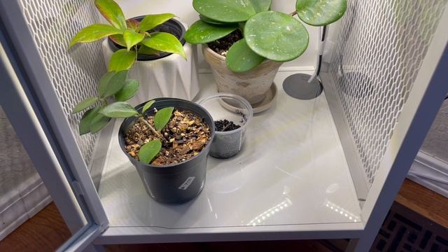 Ikea Greenhouse Tour & Setup | Baggebo Ikea Greenhouse, Hoya Collection Tour