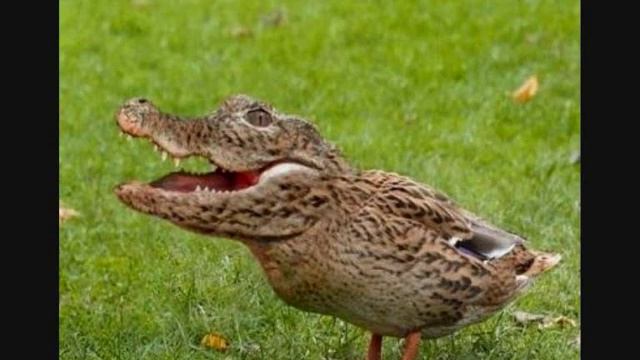 Funny And Weird Animals