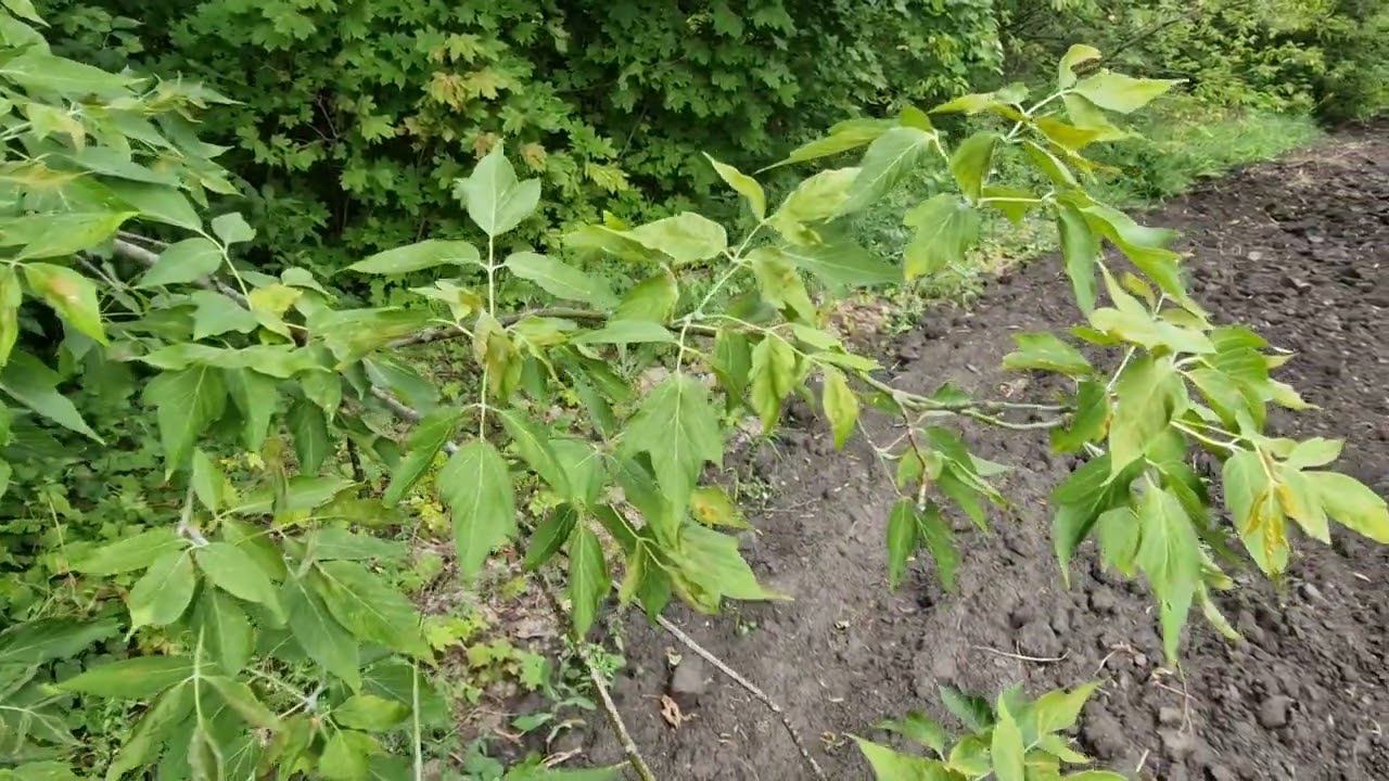 Клен американский страшное инвазивное растение смотреть онлайн