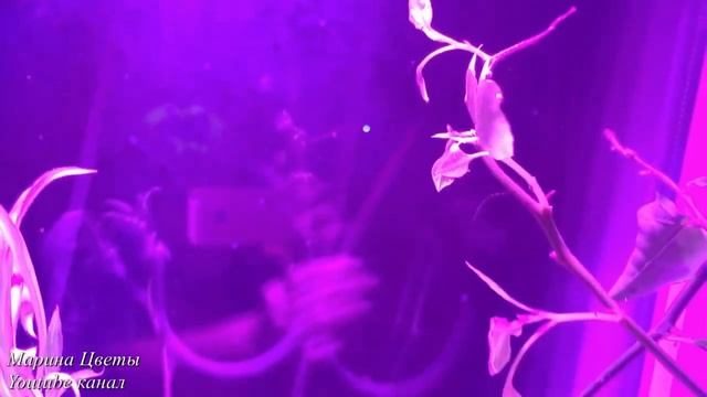 Комнатные цветы в зимовке . Особенности !!! смотреть онлайн