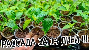 Шикарная рассада перцев под ЛАМПАМИ. Результат за 14 дней. Лучший свет для рассады.