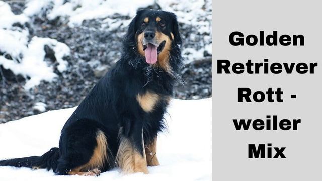 Golden Retriever Rottweiler Mix  - In Depth Guide