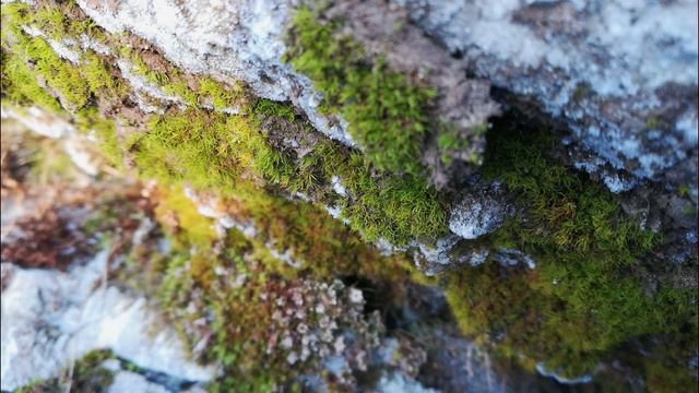 Природа рядом [Питер и Карелия]. [nature macro] смотреть онлайн