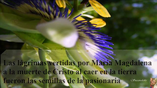 Passiflora coerulea___ღ♥ღ___ Pasionaria ...♥ Fotos y edición Susanalake♥ смотреть онлайн