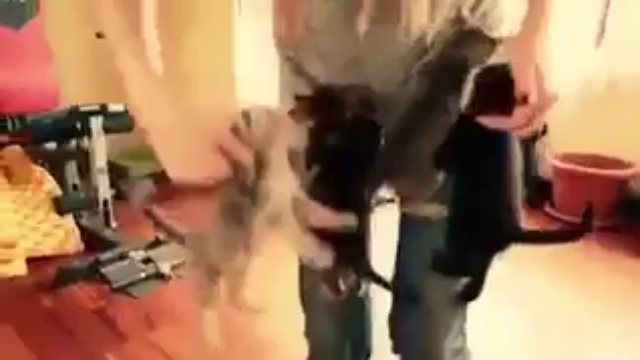 Нападение банды котят смотреть онлайн