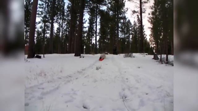 Реакция собак на снег#6 смотреть онлайн