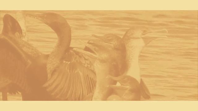 Cormorants (Canon Powershot SX50 HS Video) смотреть онлайн