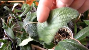 СТРЕПТОКАРПУСЫ  Вредители  Если увидели такие листья нужно СРОЧНО! травить!!!