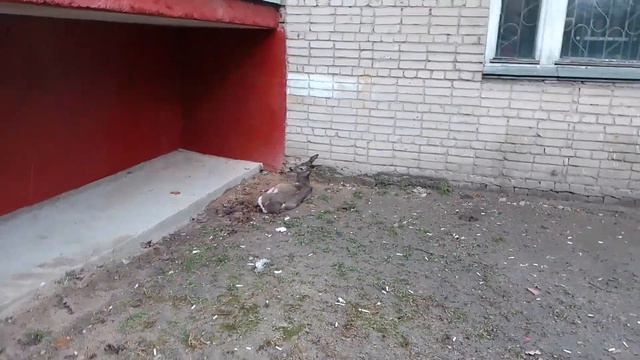 12.04. #утроенескофе. ночная косуля. смотреть онлайн