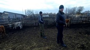 Продажа телят мясной породы. Герефорд, казахская- белоголовая и симментал.