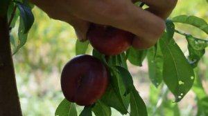 Нектарин инжирный Донат (Donat) - отзывы, саженцы нектарина - Агро Сад