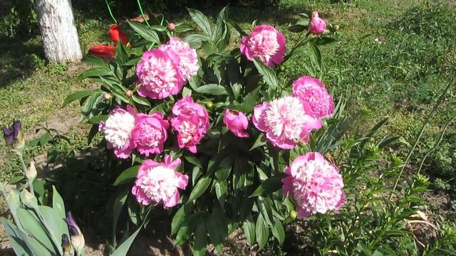 цвет дача 2014 3 смотреть онлайн